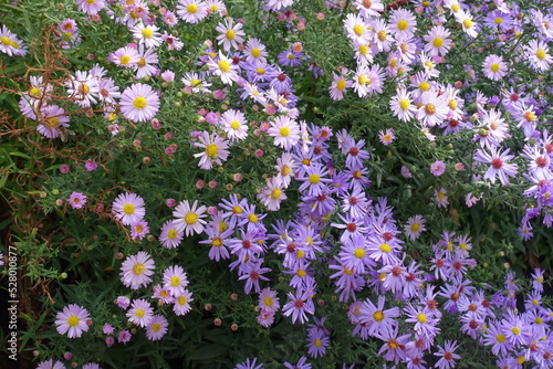 Pink and violet flowers and buds of Michaelmas daisies in October