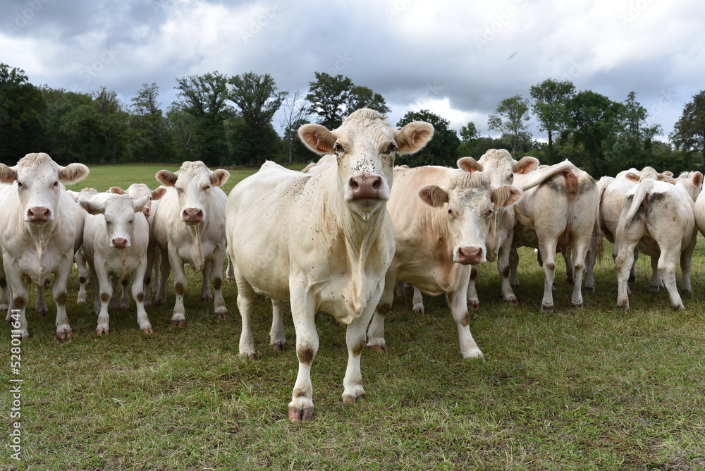 Un troupeau de vaches dans un champ de la campagne française