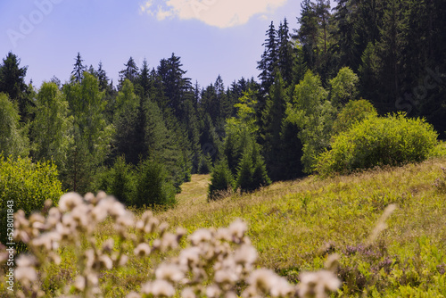 Hilly landscape lush meadows with trees natural area      © Artrademotion