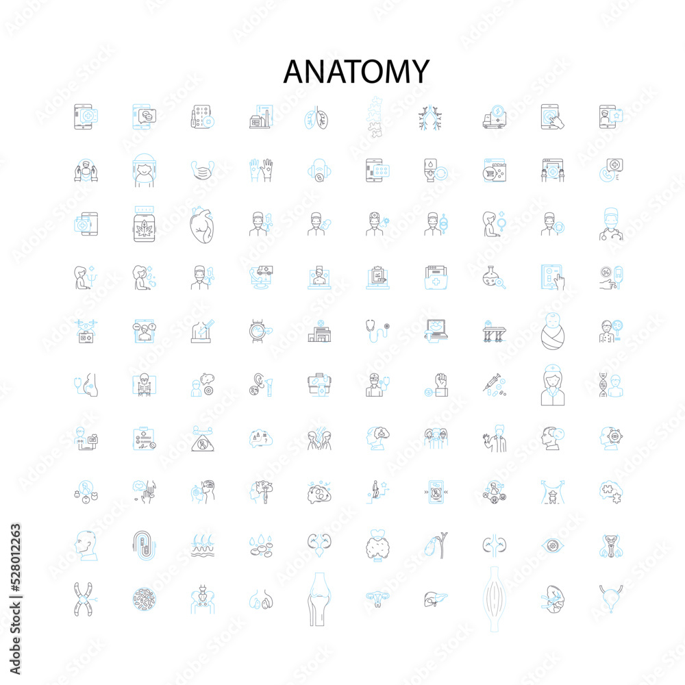 anatomy concept icons, signs, outline symbols, concept linear illustration line collection anatomy concept icons, signs, outline symbols, concept linear illustration line collection