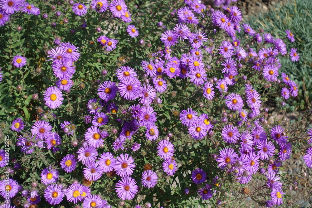 Many purple flowers of Symphyotrichum novi-belgii in September Many purple flowers of Symphyotrichum novi-belgii in September