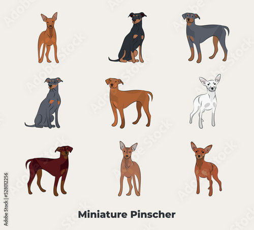 Doberman Pinscher drawing. Cute dog characters in various poses. Flat cartoon style. Full-color pinscher set. Most common pinscher colors. Standard and rare color breed.