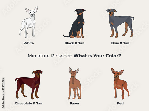 Miniature Pinscher breed, dog pedigree drawing. Cute dog characters in various poses, designs for prints adorable and cute Doberman Pinscher cartoon vector set, in different poses.