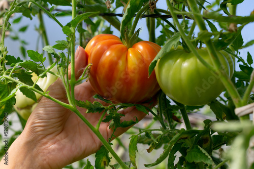 Ripening tomato vegetables on the bush with green leaves. Farmer's hands on orange tomatoes