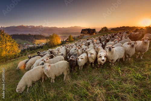 Sheep grazing in the pasture, with a view of the Tatra Mountains. Giewont, Poland. 
Owce na wypasie na hali, z widokiem na Tatry, giewont i podhale, jesień. Miejscwość Gliczarów Górny.   photo