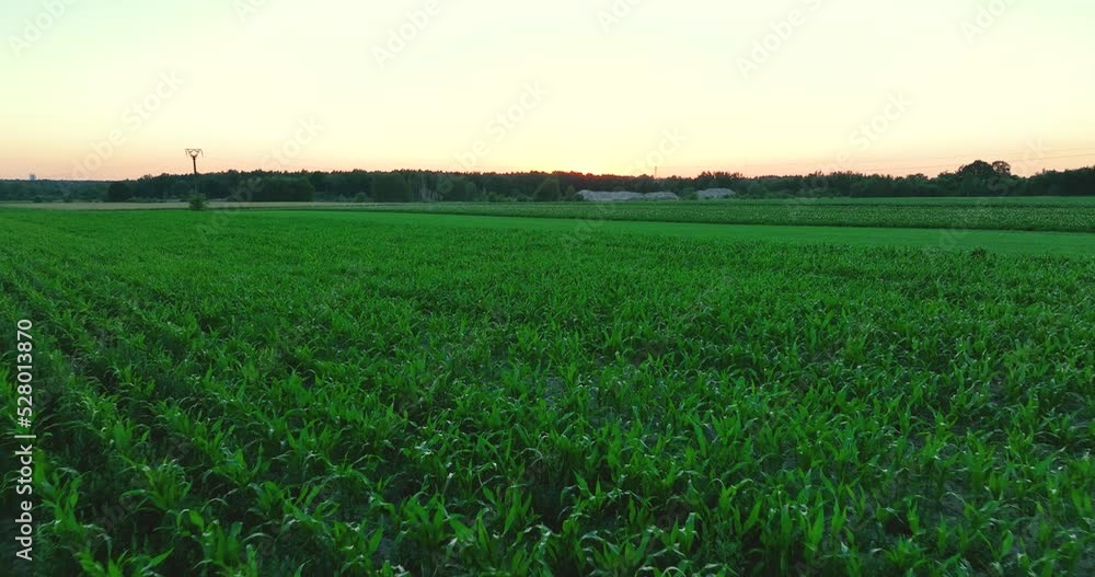 Aerial view of maize. Concept of farming, wheat and cereals. Harvest is coming. Aerial view of maize. Concept of farming, wheat and cereals. Harvest is coming.