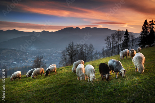 Fototapeta Naklejka Na Ścianę i Meble -  Owce na wypasie na hali, z widokiem na Tatry, giewont i podhale, jesień. Miejsowość Ząb.  Sheep grazing in the pasture, with a view of the Tatra Mountains, Giewont and Podhale, autumn. 
