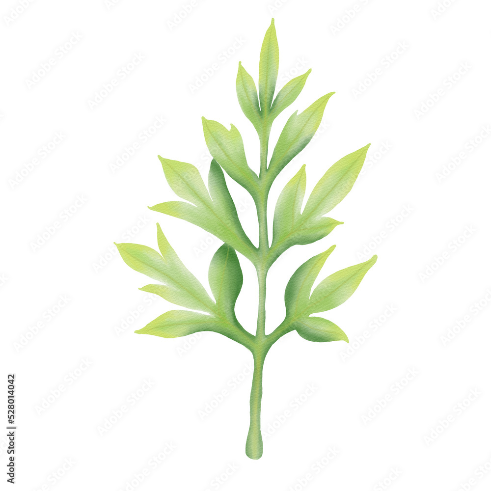 Fototapeta premium Green leaf watercolor illustration.