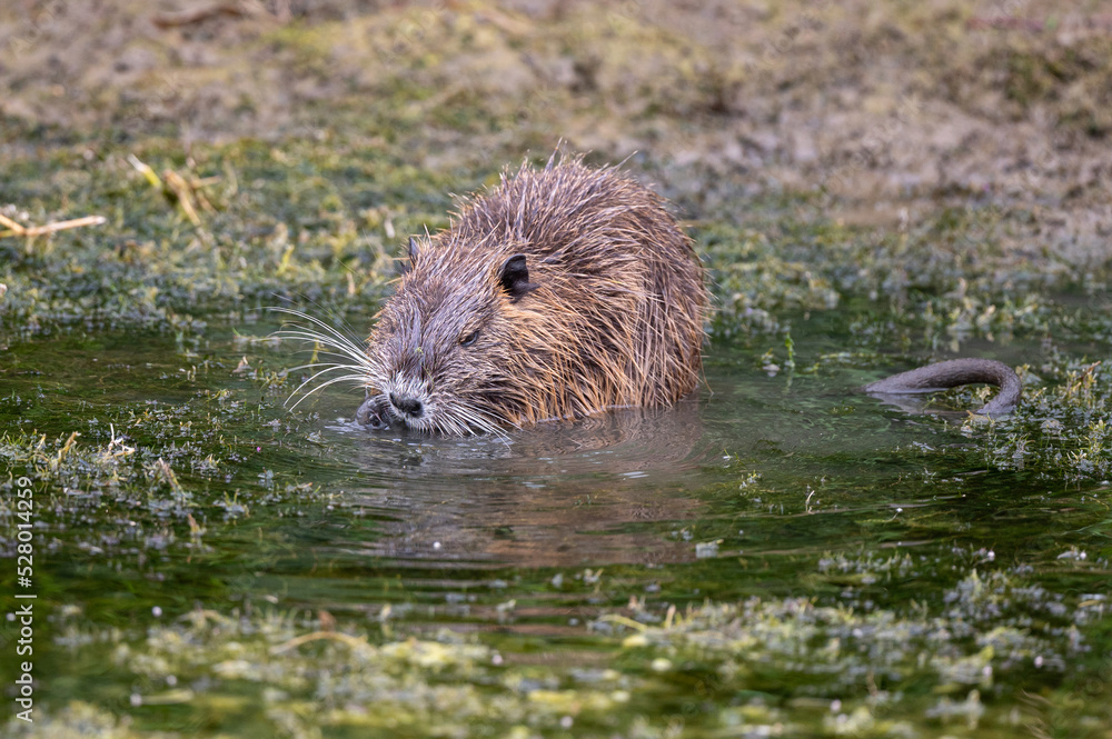 Myocastor coypus - Coypu - Ragondin Myocastor coypus - Coypu - Ragondin