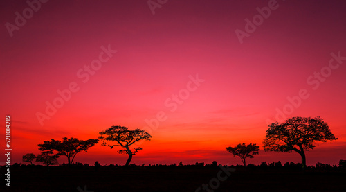 sunset and sunrise.Panorama silhouette tree in africa with sunset.Safari theme. © Mohwet