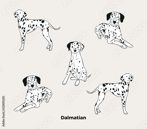 Dalmatian breed, dog pedigree drawing. Cute dogs characters in various poses, design for prints, adorable and cute dalmatian cartoon vector set. in different poses. Flat cartoon style