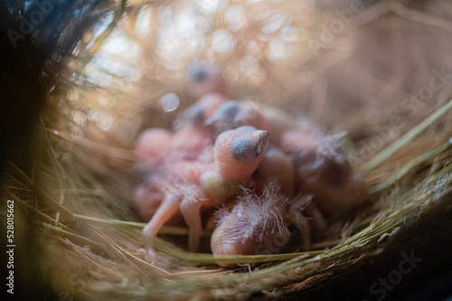 newborn birds
