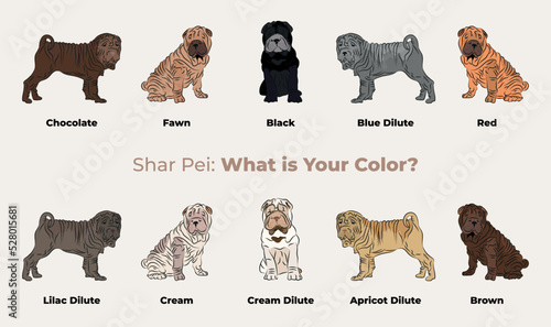 Shar Pei colors breed, dog drawing. Cute dog characters in various poses, designs for prints, adorable and cute Shar-Pei cartoon vector set, in different poses. Flat cartoon style All sharpei colours. photo
