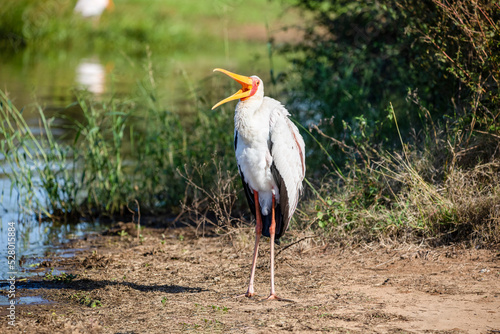 African tantalus, yellow-billed, red-faced stork, living in the African savannah. This wild bird with a large fishing bill is very common in Africa and is known as mycteria ibis. photo