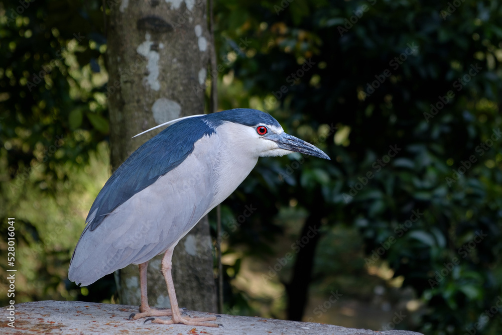 Fototapeta premium black-crowned night heron, Nycticorax nycticorax