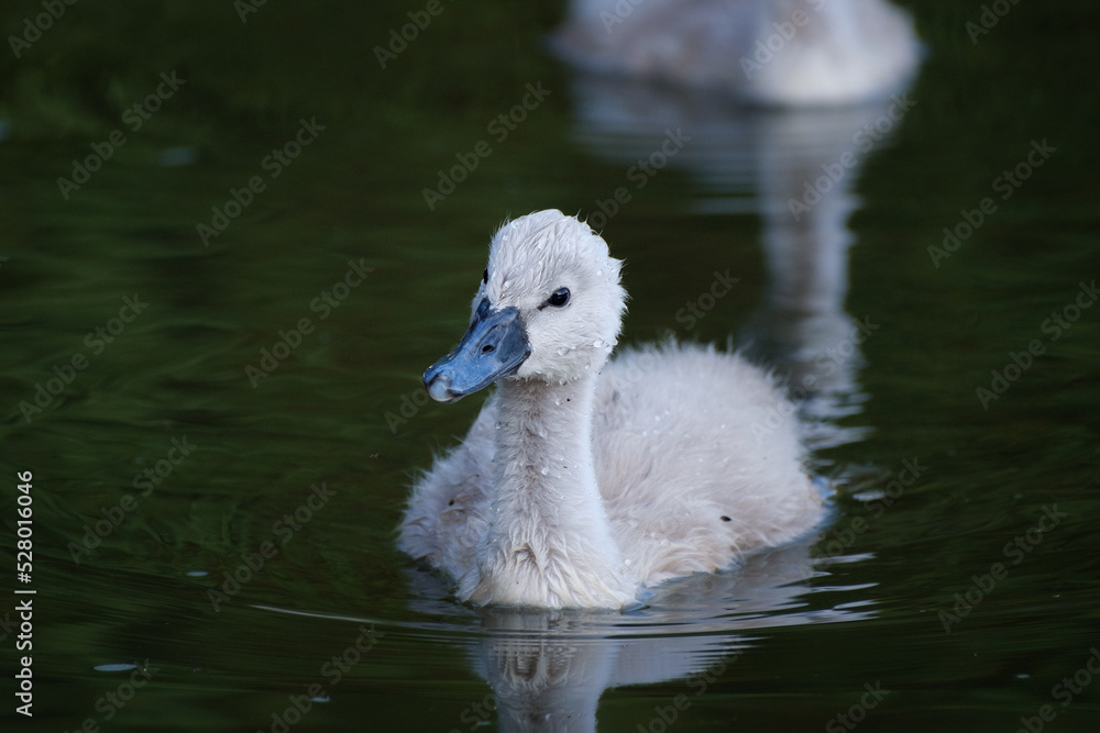 cute cygnet in the water, small mute swan cute cygnet in the water, small mute swan