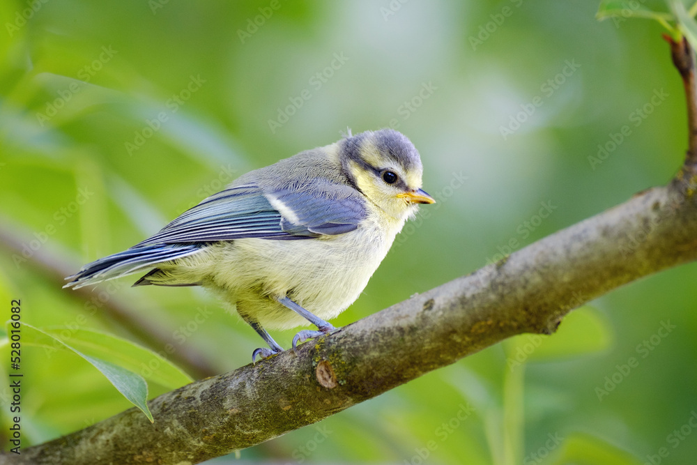 Young blue tit on the branch, Cyanistes caeruleus Young blue tit on the branch, Cyanistes caeruleus
