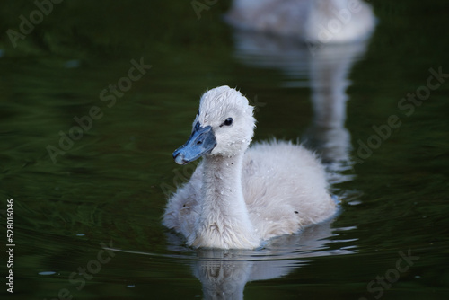 Fotomurale cute cygnet in the water, small mute swan