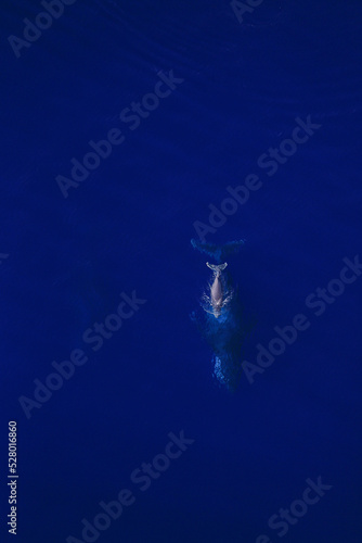 Amazing pictures of humpback whale in Reunion island