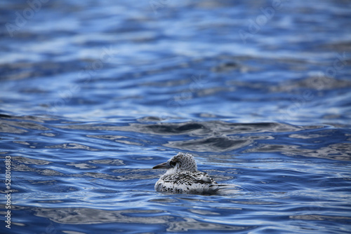 Young tropicbird on sea surface in Reunion island