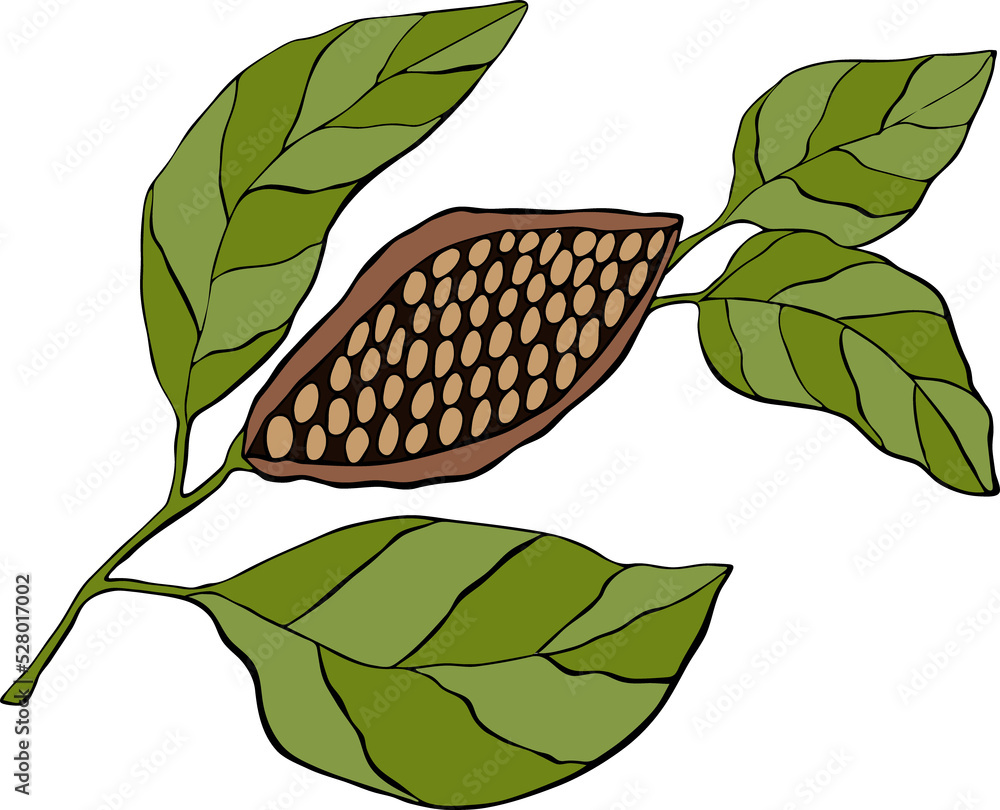 Cocoa plant with fruit and leaves, hand drawing, doodling, black ...