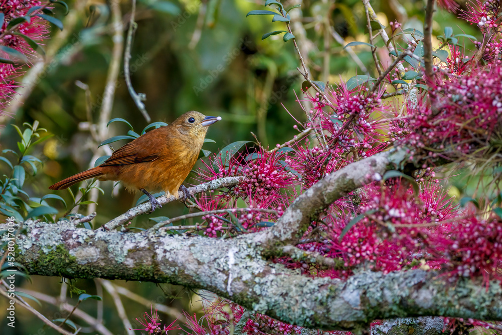 A small songbird perched on a blooming branch of pink flowers A small songbird perched on a blooming branch of pink flowers