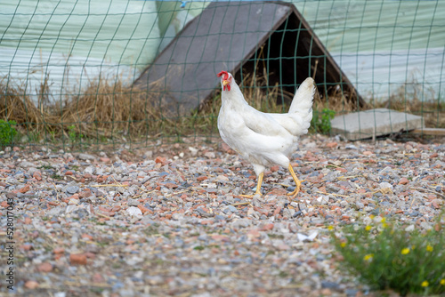 white chicken on a farm. White leghorn (livorno) chicken (known for laying the most eggs of all chickens) 