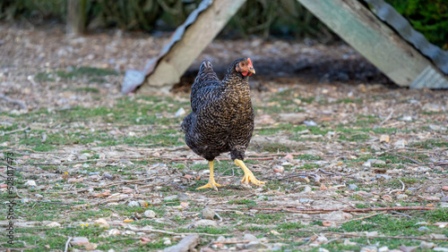 The Malines, Dutch: 'Mechelse Koekoek', a Belgian breed of large domestic chicken hen walking on a farm 