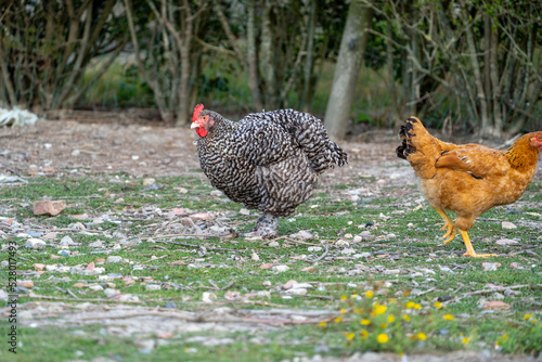 The Malines, Dutch: 'Mechelse Koekoek', a Belgian breed of large domestic chicken hen walking on a farm	