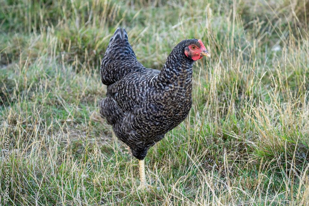 The Malines, Dutch: 'Mechelse Koekoek', a Belgian breed of large domestic chicken hen walking on a farm The Malines, Dutch: 'Mechelse Koekoek', a Belgian breed of large domestic chicken hen walking on a farm