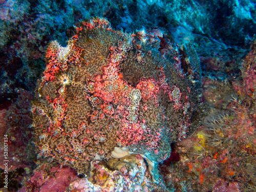 Mimetic brown frog fish hiding in Reunion island