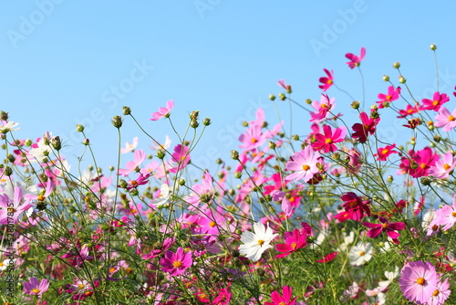 秋桜と青空