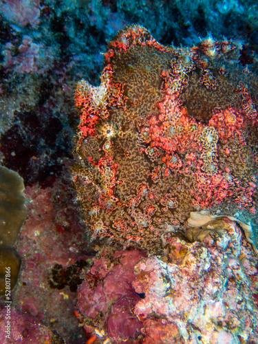 Mimetic brown frog fish hiding in Reunion island