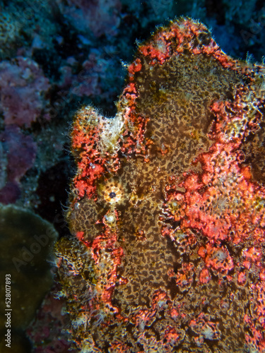 Fototapeta Naklejka Na Ścianę i Meble -  Mimetic brown frog fish hiding in Reunion island