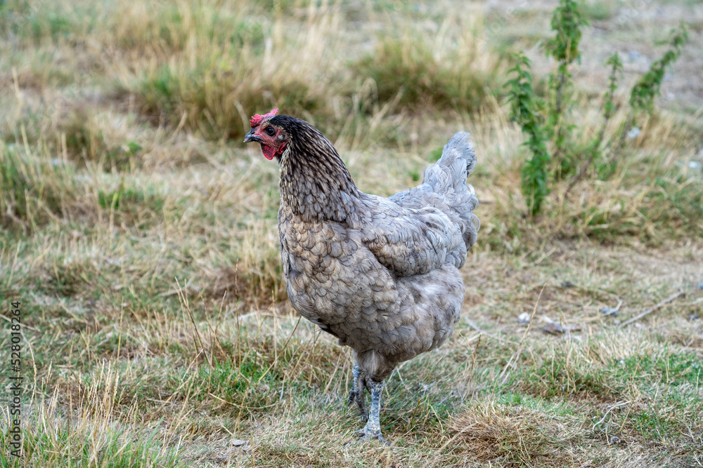 free range chicken on a farm. Grey chicken. free range chicken on a farm. Grey chicken.
