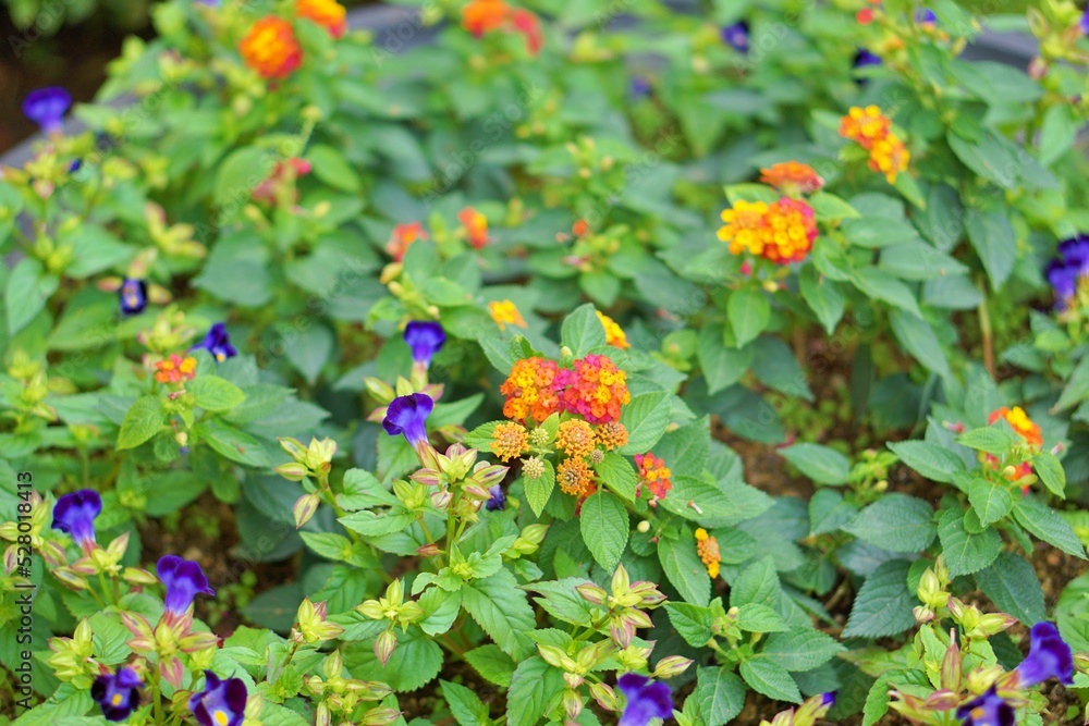 Beautiful orange lantana blooming in summer Beautiful orange lantana blooming in summer