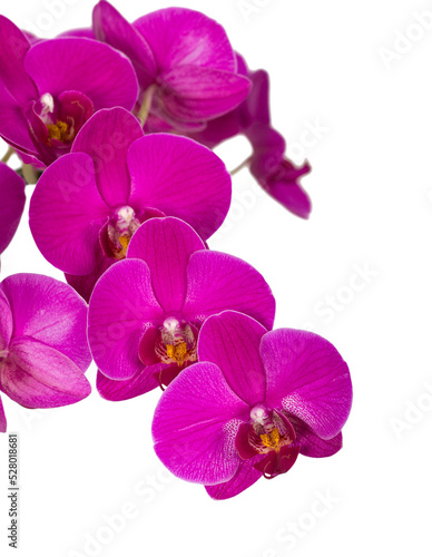 Violet orchid  PNG cut out on transparent background