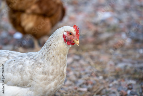 White chicken on the farm, closeup of the head