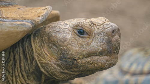 Close-up portrait of an African Spurred Tortoise (Centrochelys sulcata). Also called the Sulcata Tortoise, it lives in the Sahara desert in Africa and is the largest mainland species of tortoise.