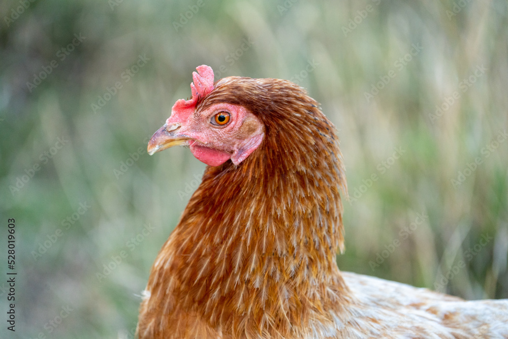 brown chicken on the farm, portrait of a chicken hen, free range chicken.