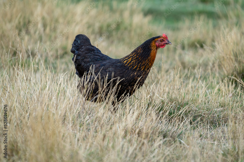 black harco free range hen chicken. Chicken in the grass. The harco chicken is a black chicken with a brown neck, and lays around 300 eggs per year

