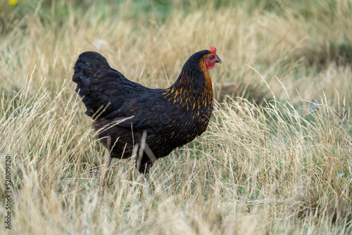 black harco free range hen chicken. Chicken in the grass. The harco chicken is a black chicken with a brown neck, and lays around 300 eggs per year 