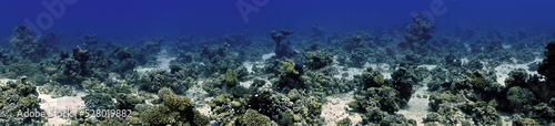 Underwater panorama photo of coral reef 