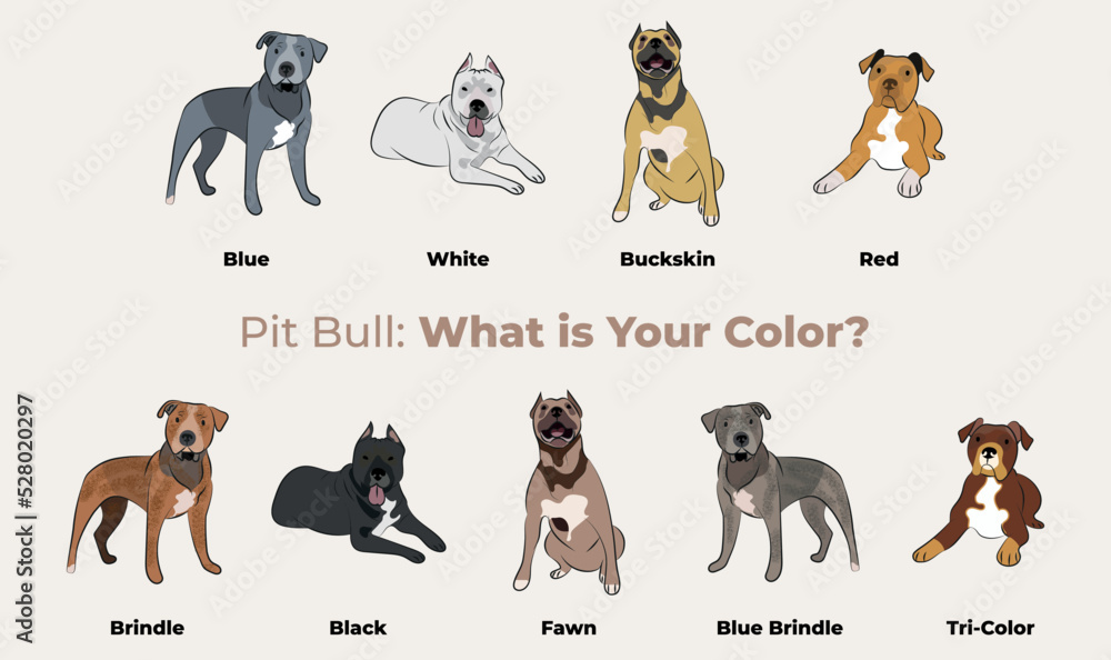 Pitbull colors breed, dog drawing. Cute dog characters in various poses,  designs for prints, adorable and cute Pitbull cartoon vector set, in  different poses. Flat cartoon style All pitbull colors. Stock Vector |