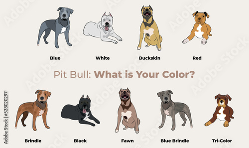 Pitbull colors breed, dog drawing. Cute dog characters in various poses, designs for prints, adorable and cute Pitbull cartoon vector set, in different poses. Flat cartoon style All pitbull colors.
