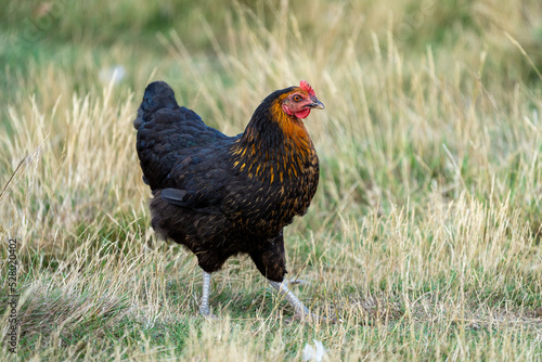 black harco free range hen chicken. Chicken in the grass. The harco chicken is a black chicken with a brown neck, and lays around 300 eggs per year
