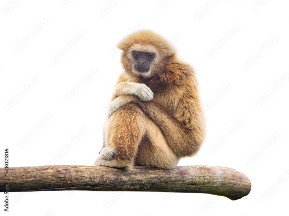 Fototapeta premium lar gibbon isolated on white background