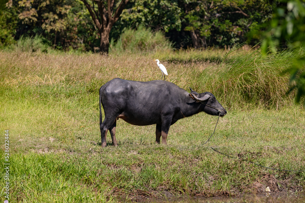 A water buffalo serves as a land for a white heron in Myanmar A water buffalo serves as a land for a white heron in Myanmar