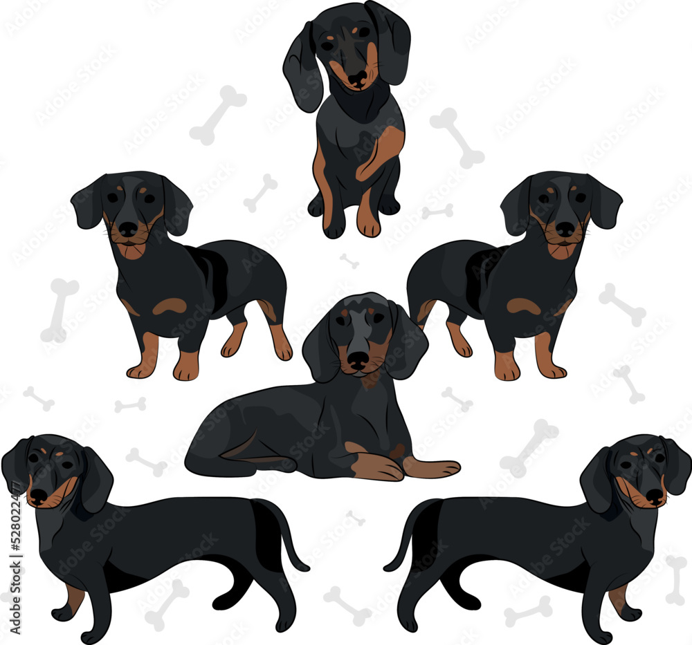 Dachshund breed, dog pedigree drawing. Cute dog characters in various poses, designs for prints, adorable and cute black dachshund cartoon vector set, in different poses. Flat cartoon style.