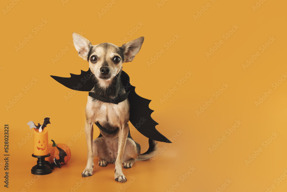 Halloween Dog,funny little puppy on orange background with halloween decoration,pet food,veterinary clinics,concept of holiday discounts,place for text